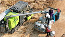 跨区首战告捷！中联重科PL80?S履带式收割机助力云南大麦丰收